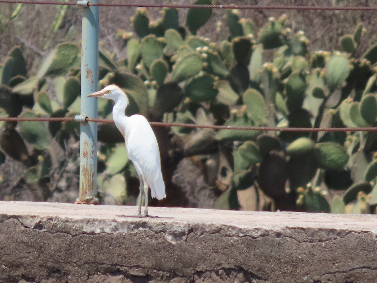 Western Cattle Egret - Roy Howard