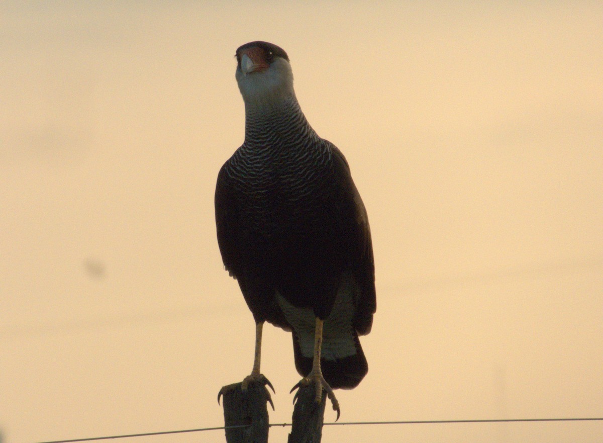 Crested Caracara - Edgardo Oscar Pic