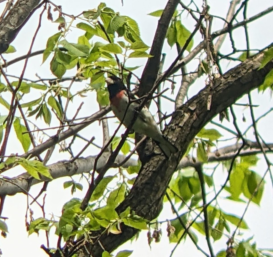 Rose-breasted Grosbeak - ML618674792