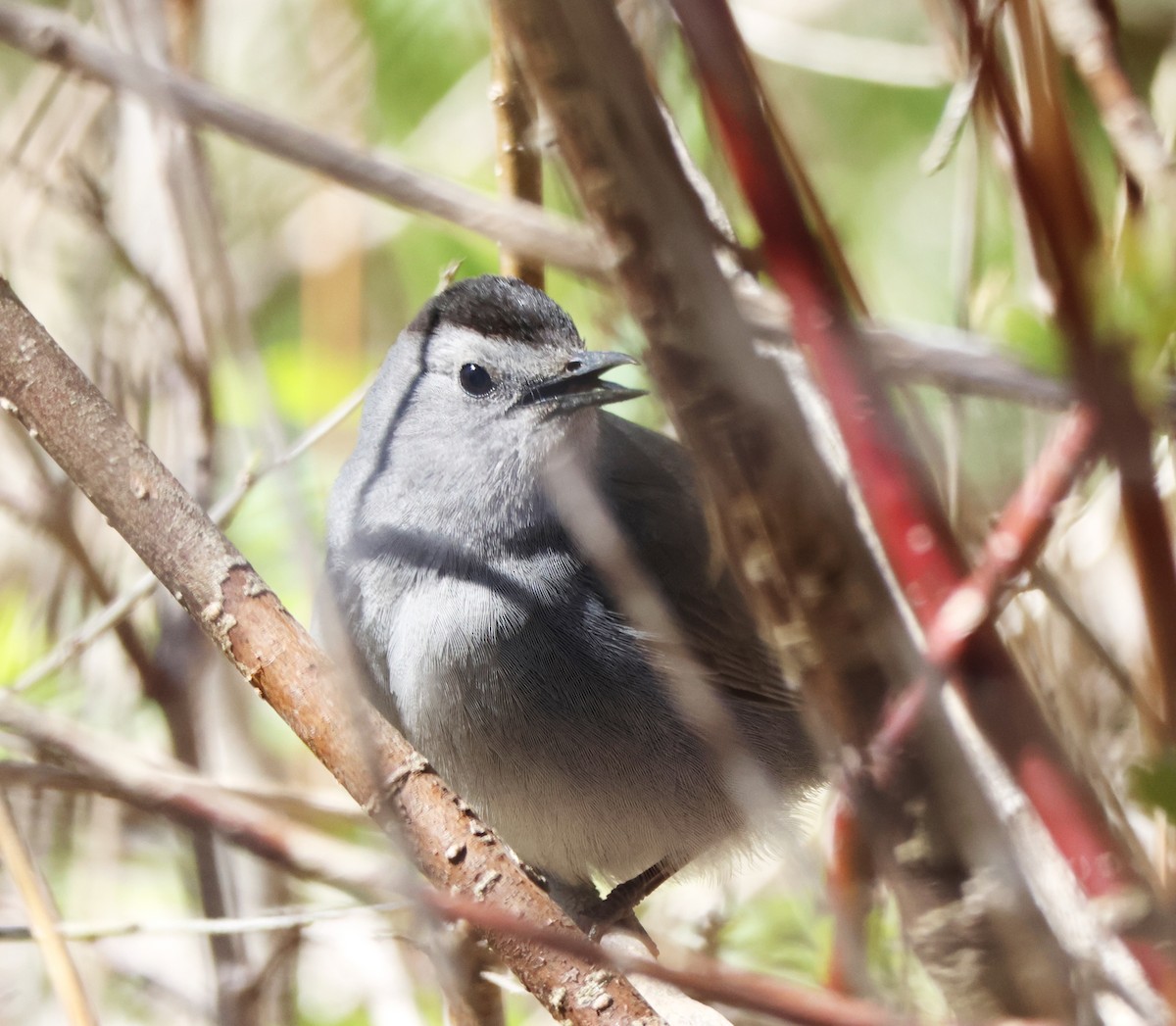 Gray Catbird - ML618674797