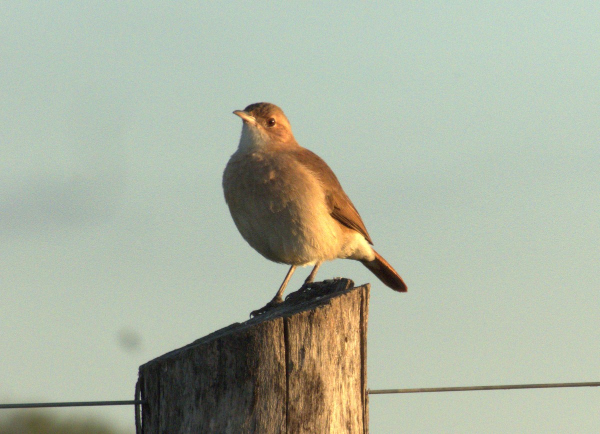 Rufous Hornero - Edgardo Oscar Pic