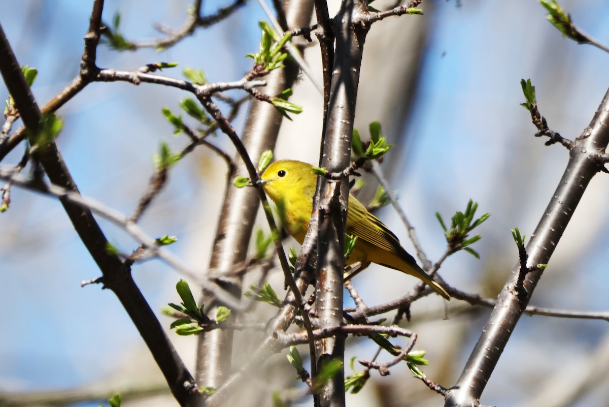 Yellow-rumped Warbler - ML618674809