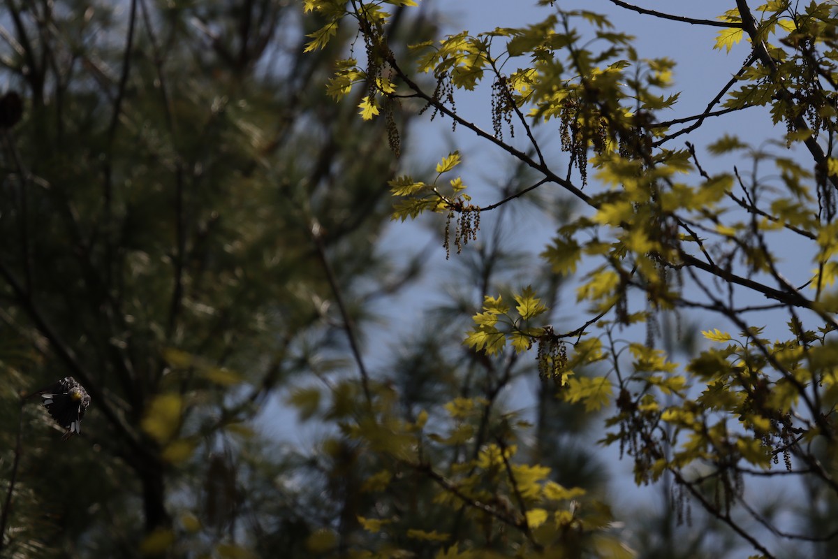 Yellow-rumped Warbler - ML618674849