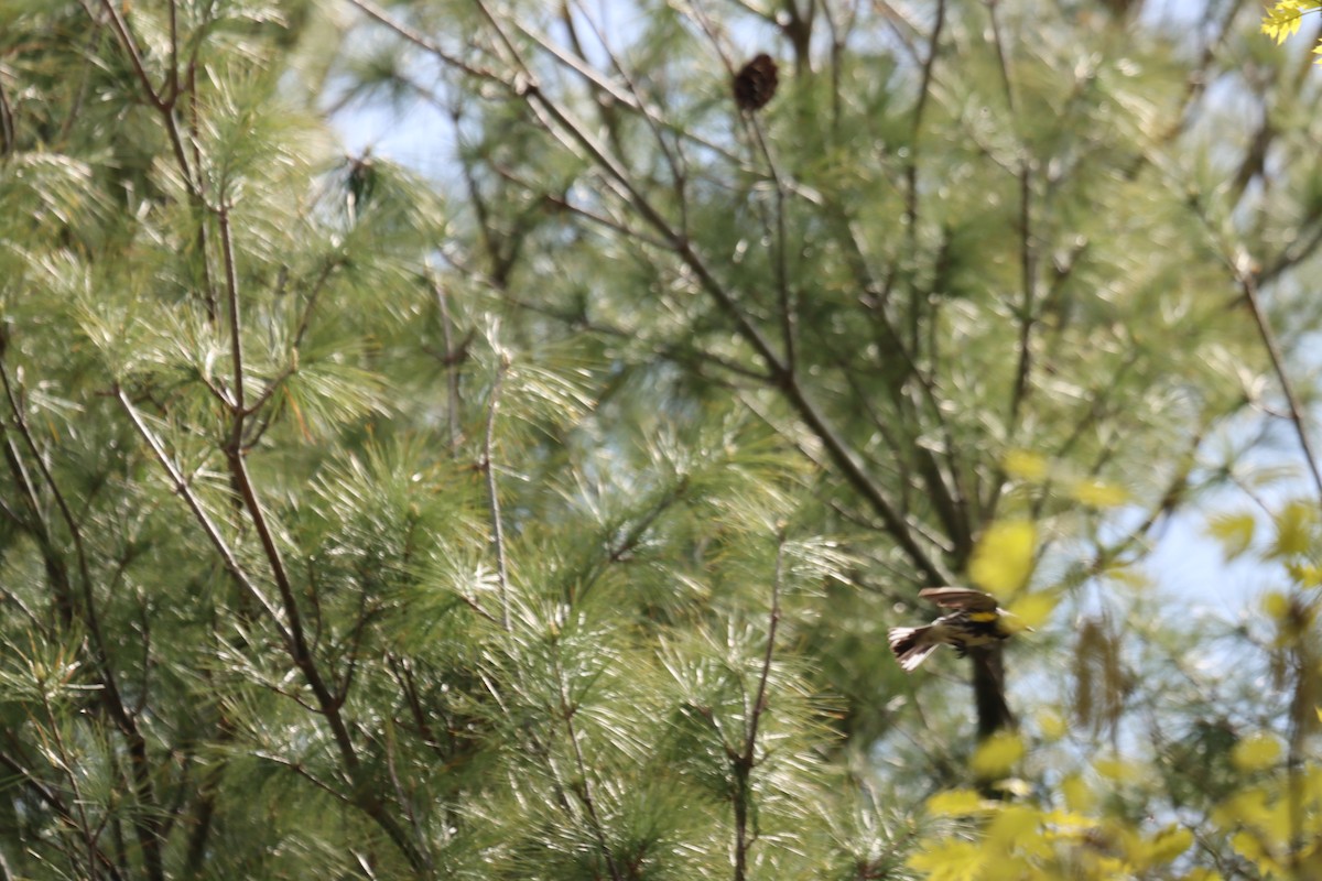 Yellow-rumped Warbler - ML618674850