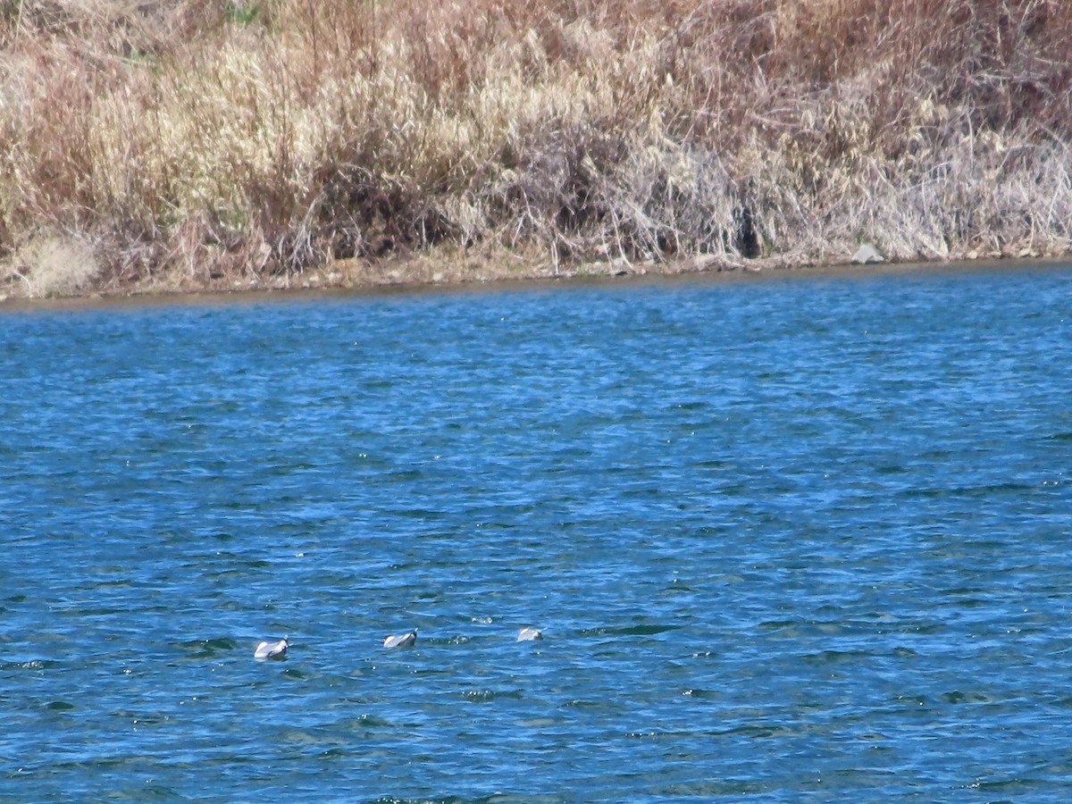 Franklin's Gull - ML618674854