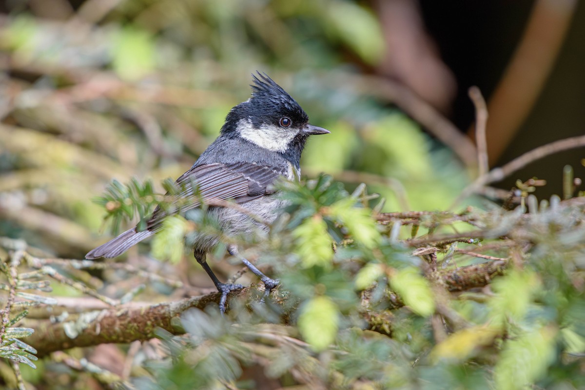 Coal Tit - 魚 鹹