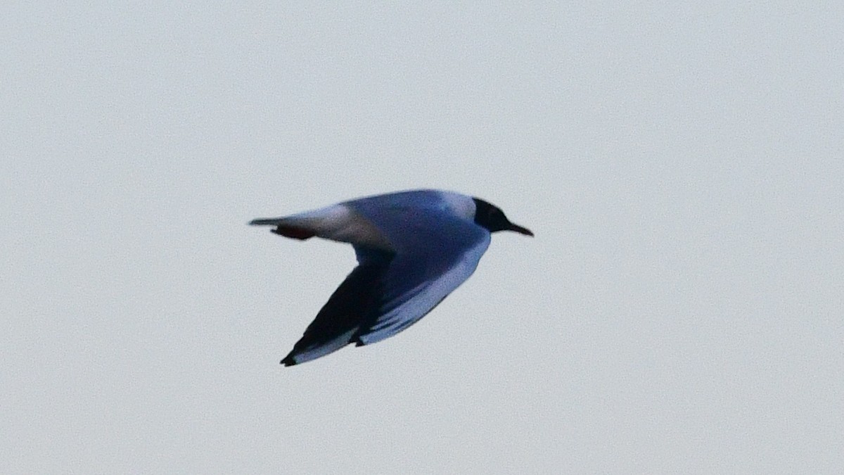 Black-headed Gull - ML618674889