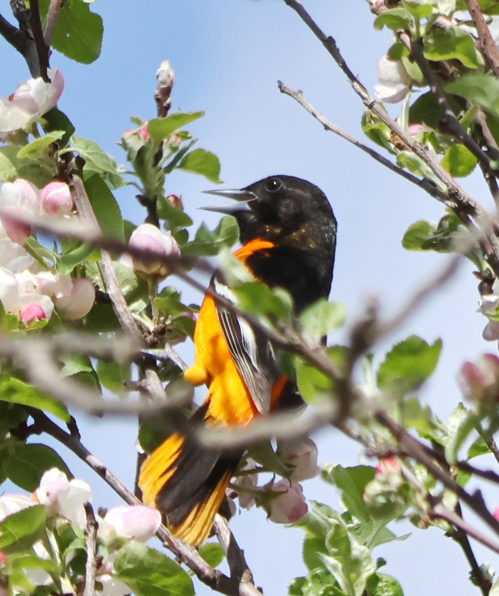 Baltimore Oriole - ML618674918