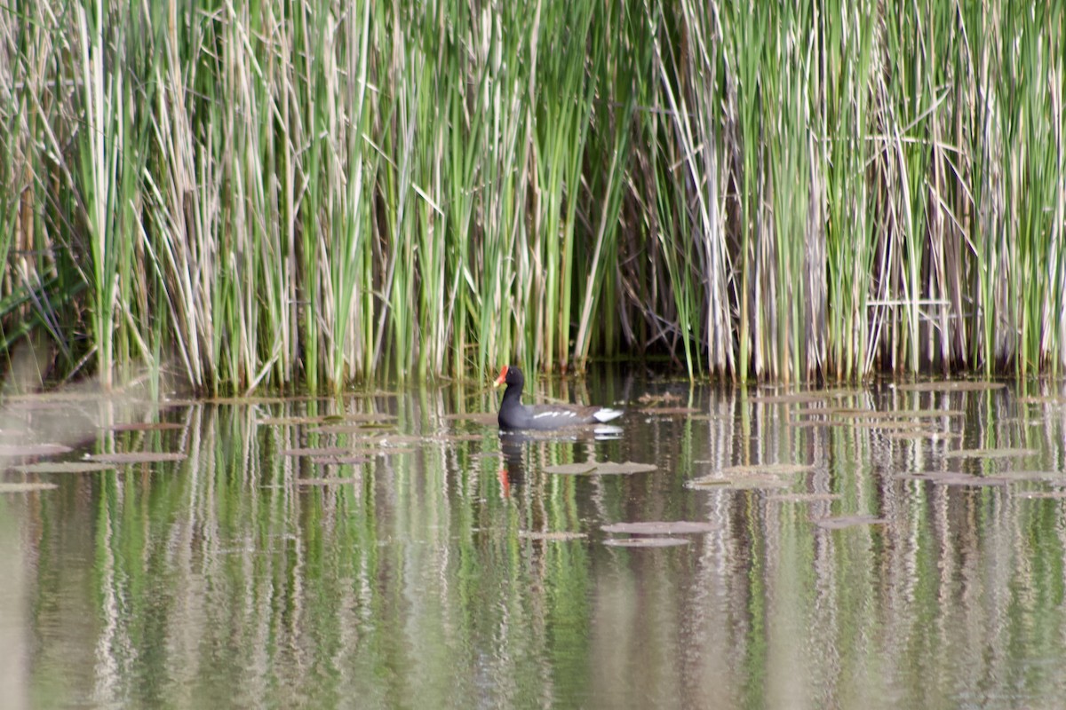 Common Gallinule - Brady Higginbotham