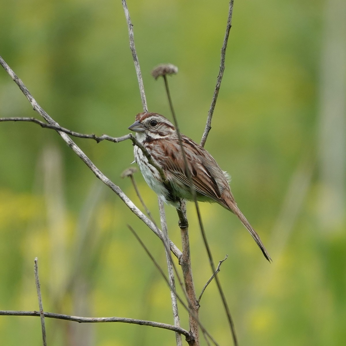 Chipping Sparrow - ML618674926