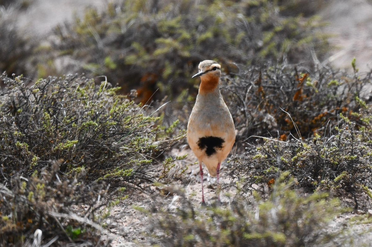 Tawny-throated Dotterel - ML618674931