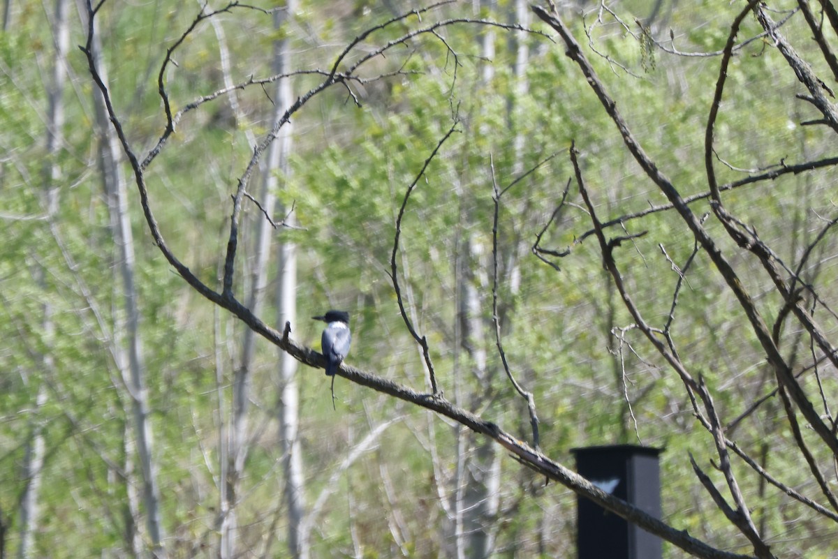 Belted Kingfisher - Susan Blayney