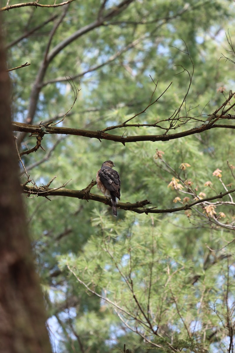 Cooper's Hawk - ML618674947