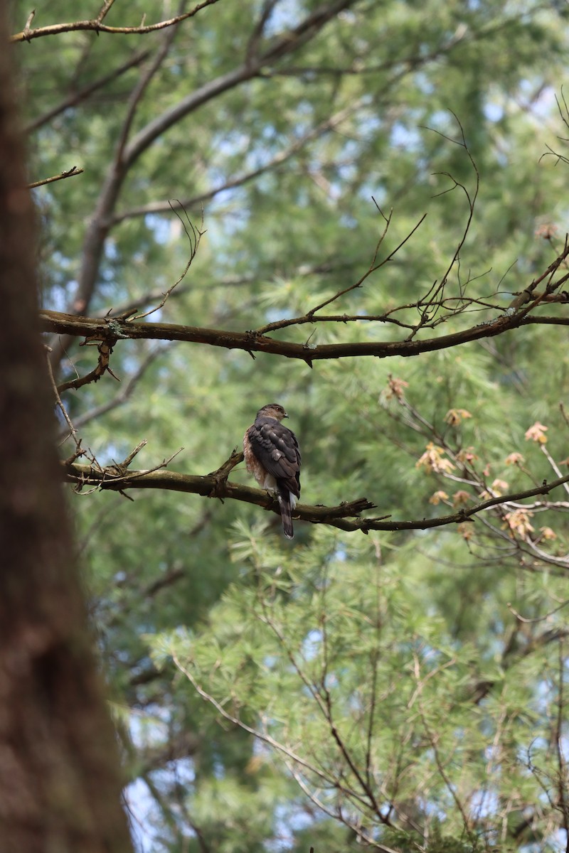 Cooper's Hawk - ML618674948