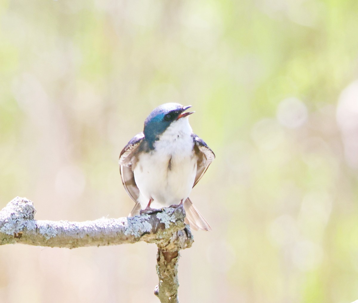 Tree Swallow - ML618674959