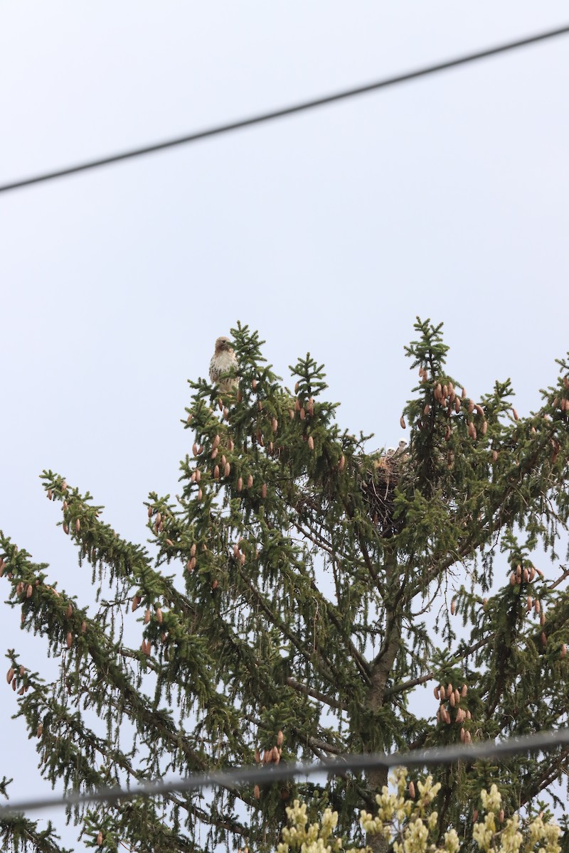 Red-tailed Hawk - ML618674964