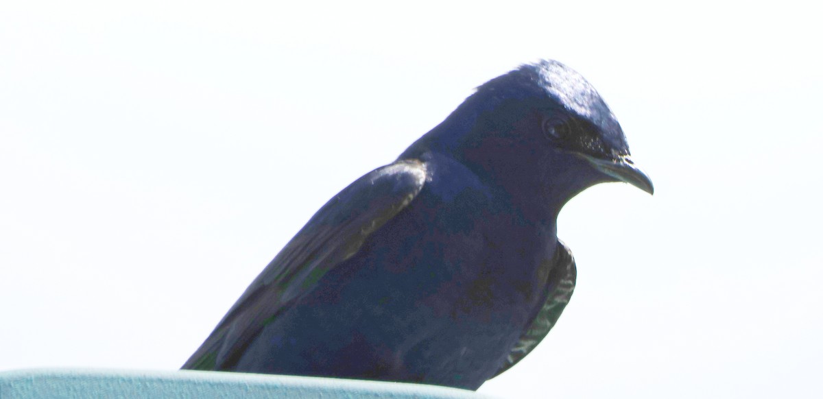 Purple Martin - ML618674966