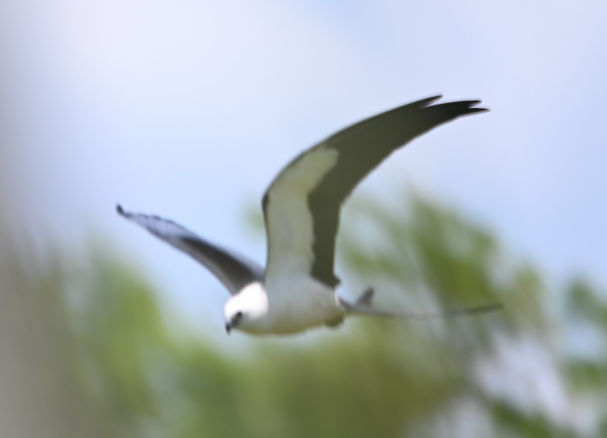 Swallow-tailed Kite - ML618675014