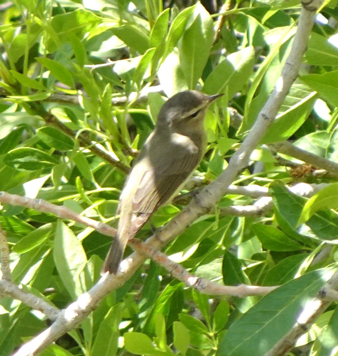 Warbling Vireo - ML618675016