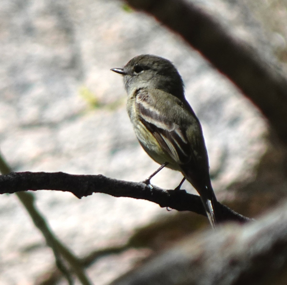 Hammond's Flycatcher - Audrey E.