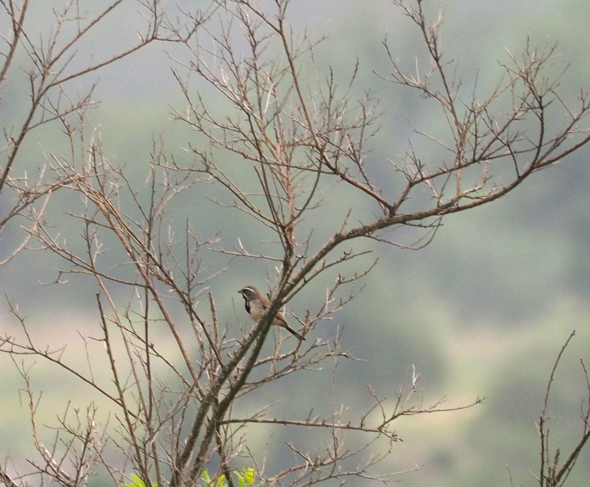 Black-throated Sparrow - Doray Lendacky