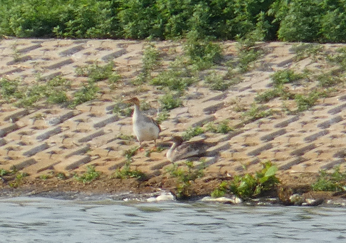 Red-breasted Merganser - ML618675038