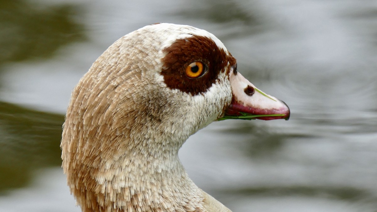 Egyptian Goose - Quentin Brown