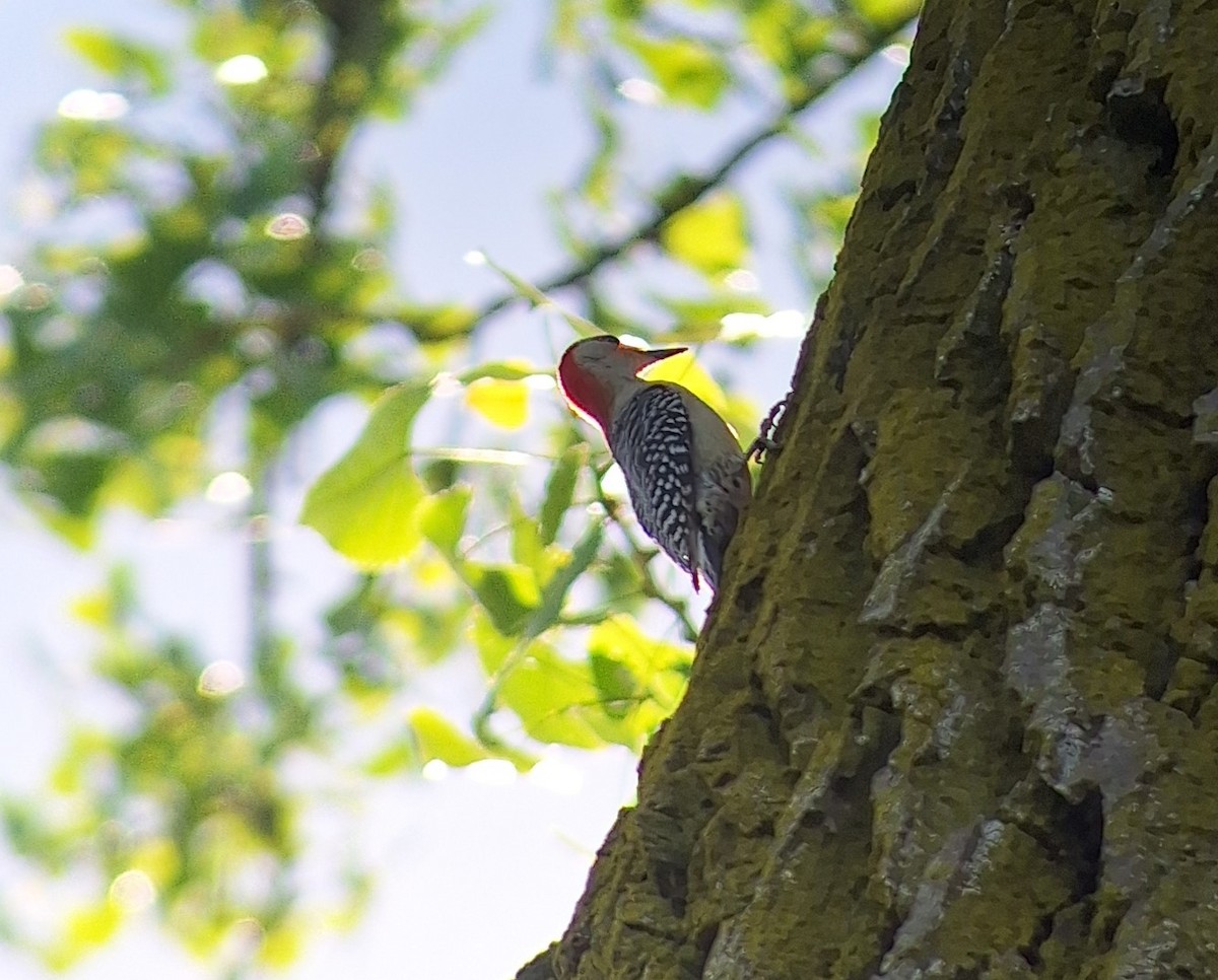 Red-bellied Woodpecker - Patrick M