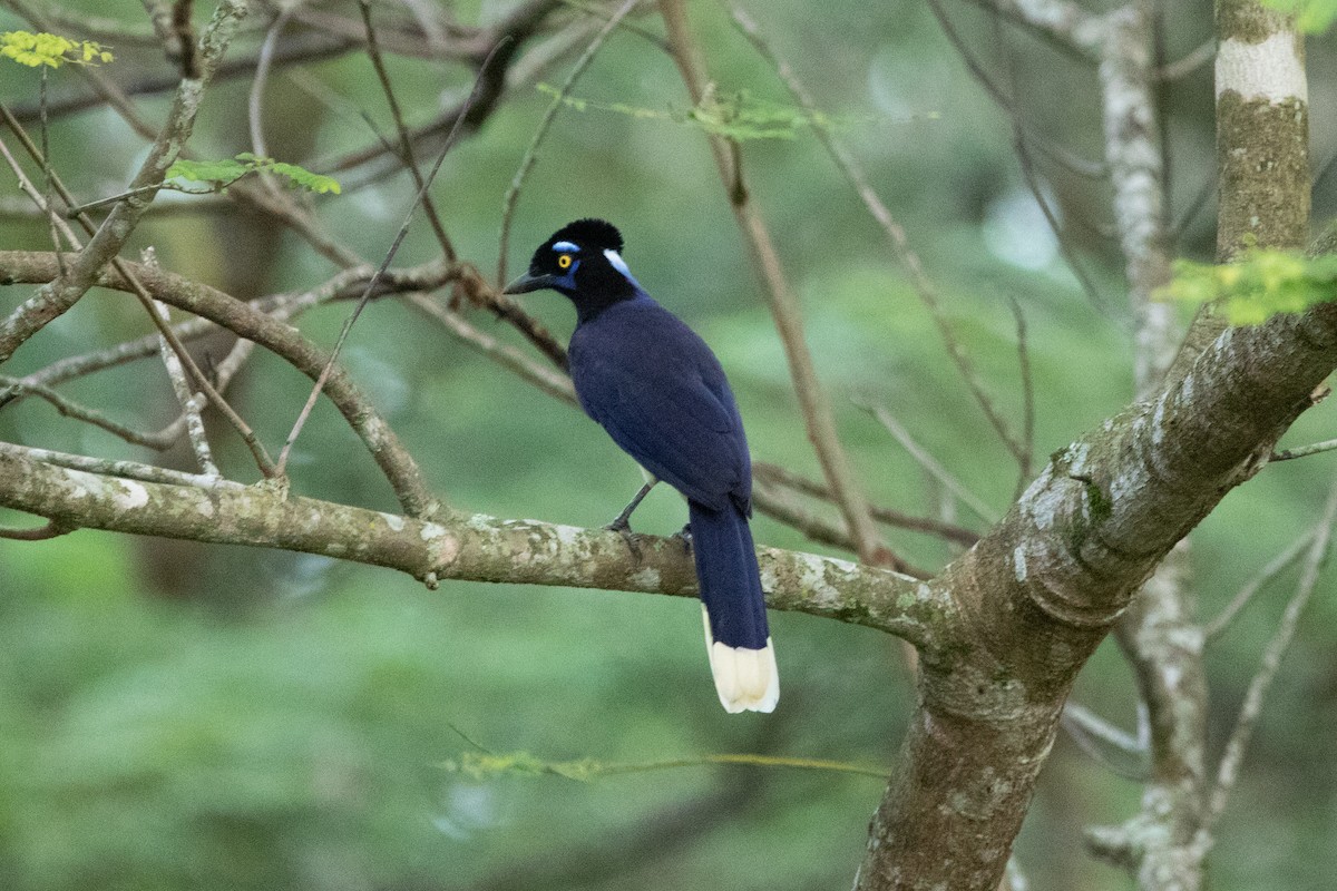 Plush-crested Jay - Kate Reed