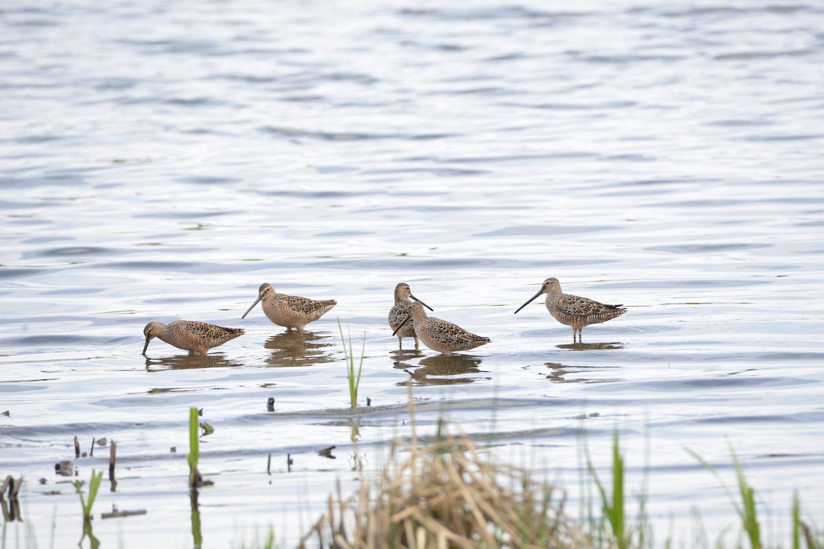 Long-billed Dowitcher - Victor Webber