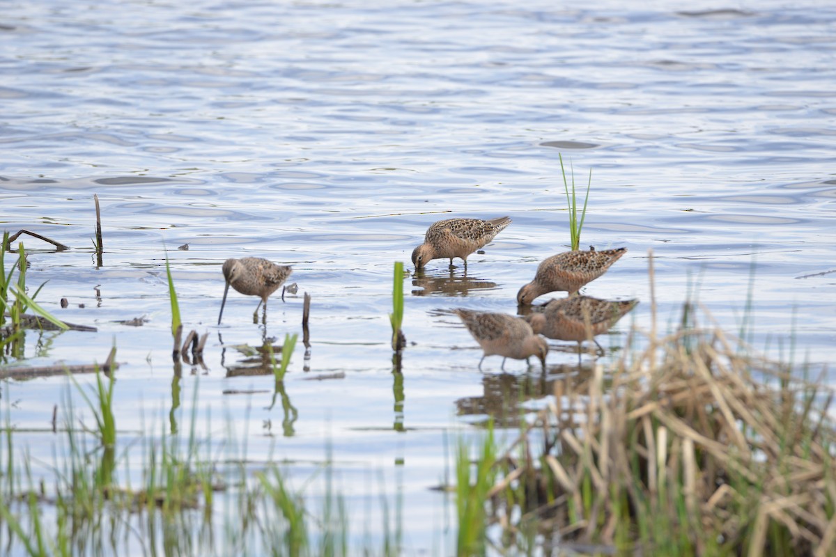 Long-billed Dowitcher - Victor Webber