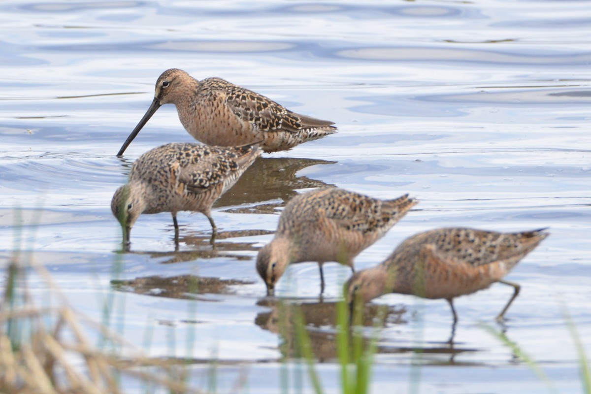 Long-billed Dowitcher - Victor Webber