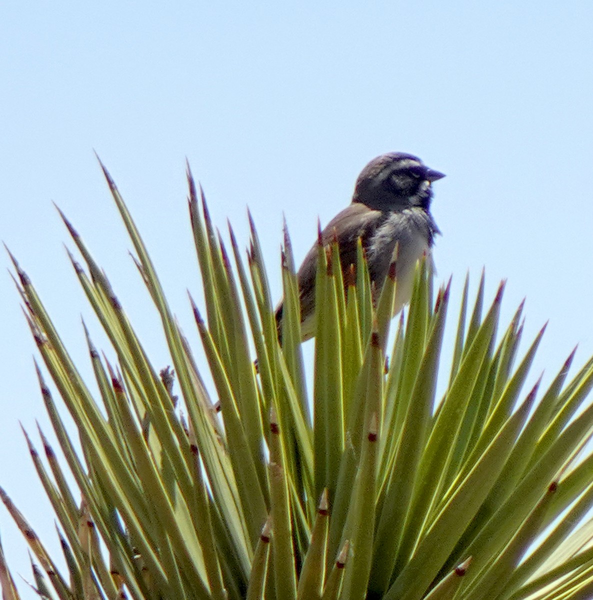 Black-throated Sparrow - Audrey E.