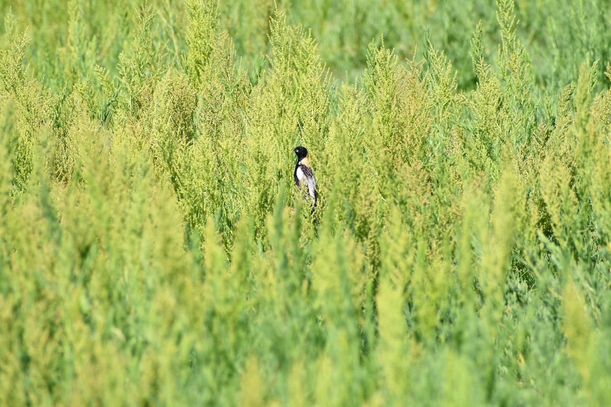 Bobolink - Jenna Albaugh