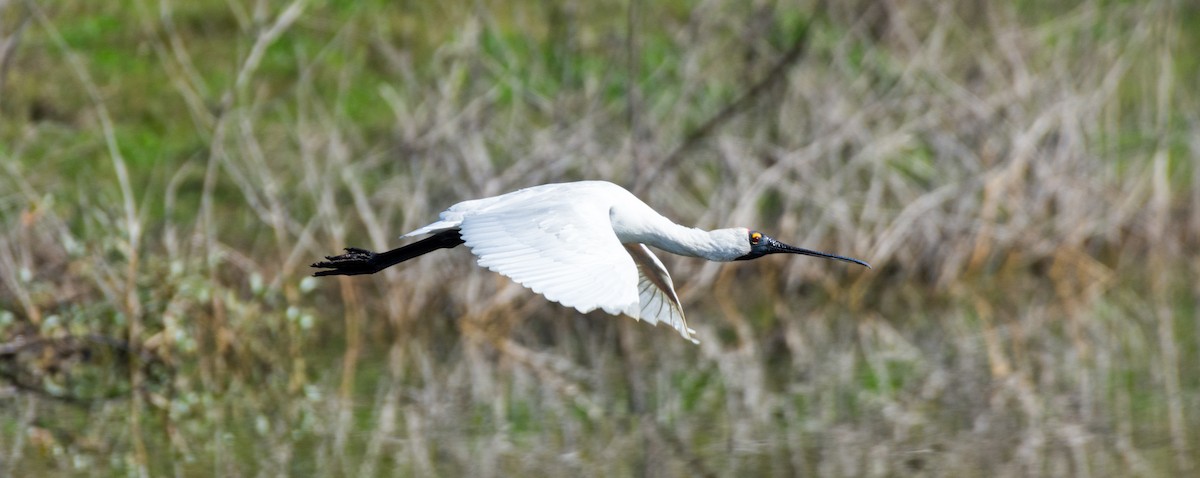 Royal Spoonbill - Rodney Appleby