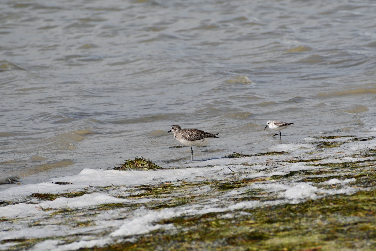 Black-bellied Plover - ML618675220