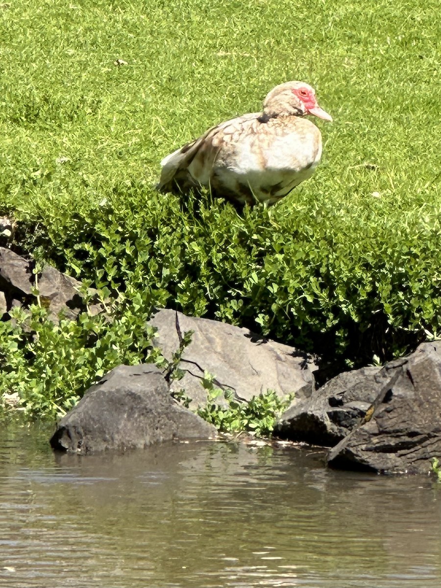 Muscovy Duck (Domestic type) - ML618675271