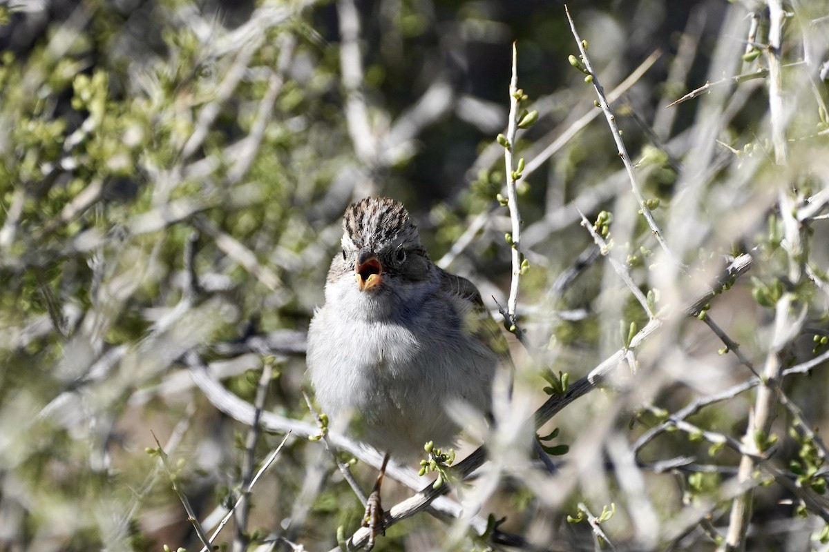 Brewer's Sparrow - ML618675275