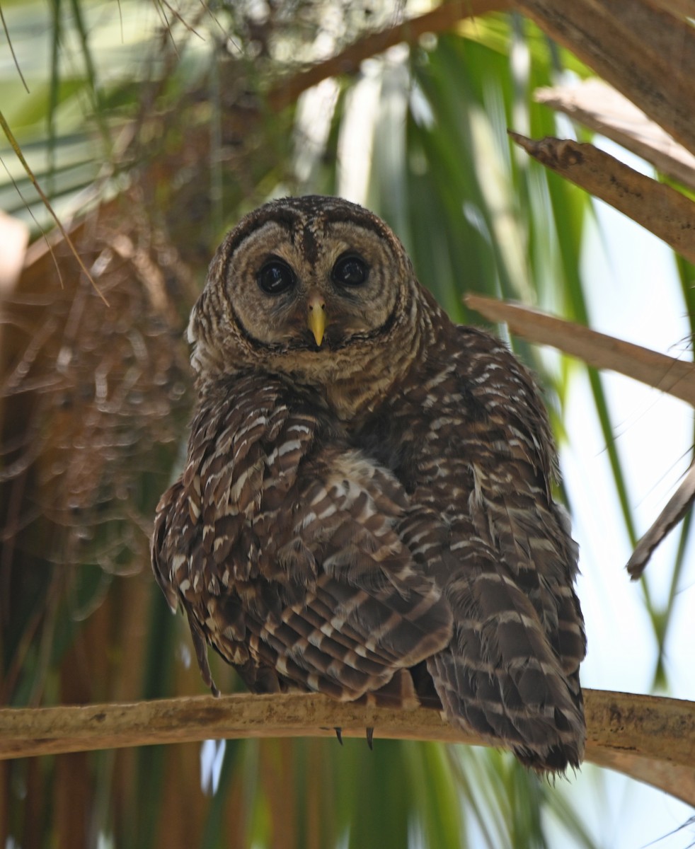 Barred Owl - ML618675278
