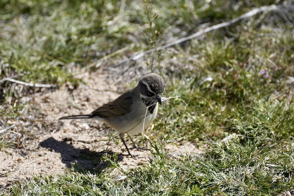 Black-throated Sparrow - Charles Morano