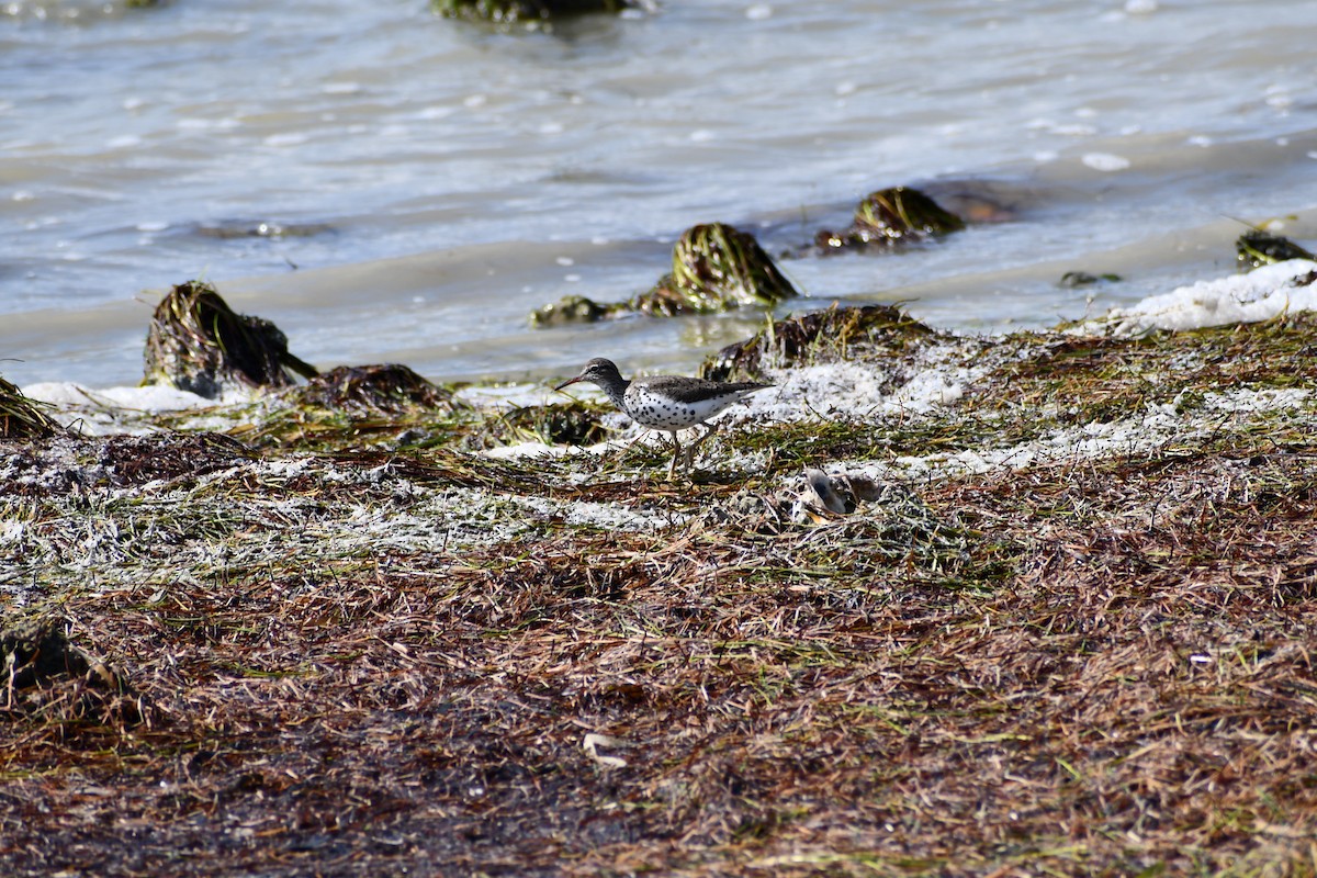 Spotted Sandpiper - Jenna Albaugh