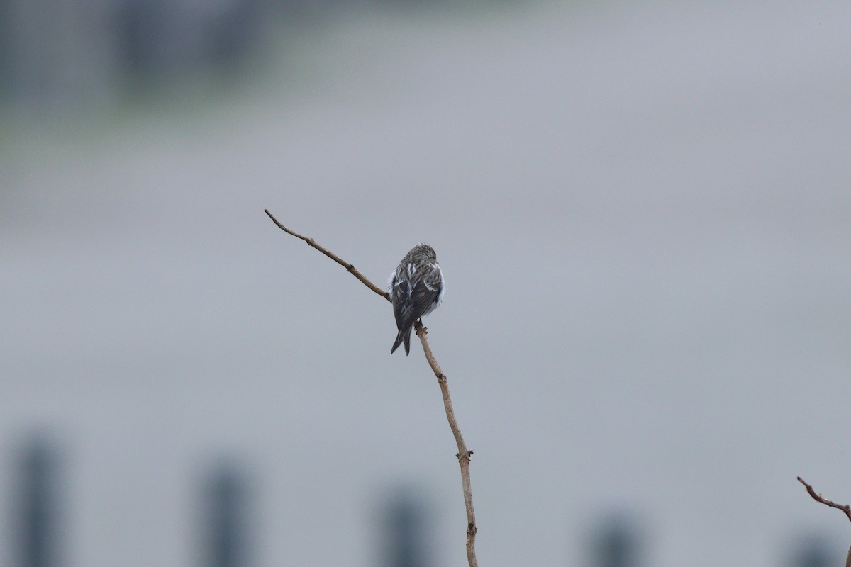 Common Redpoll - Martijn Renders