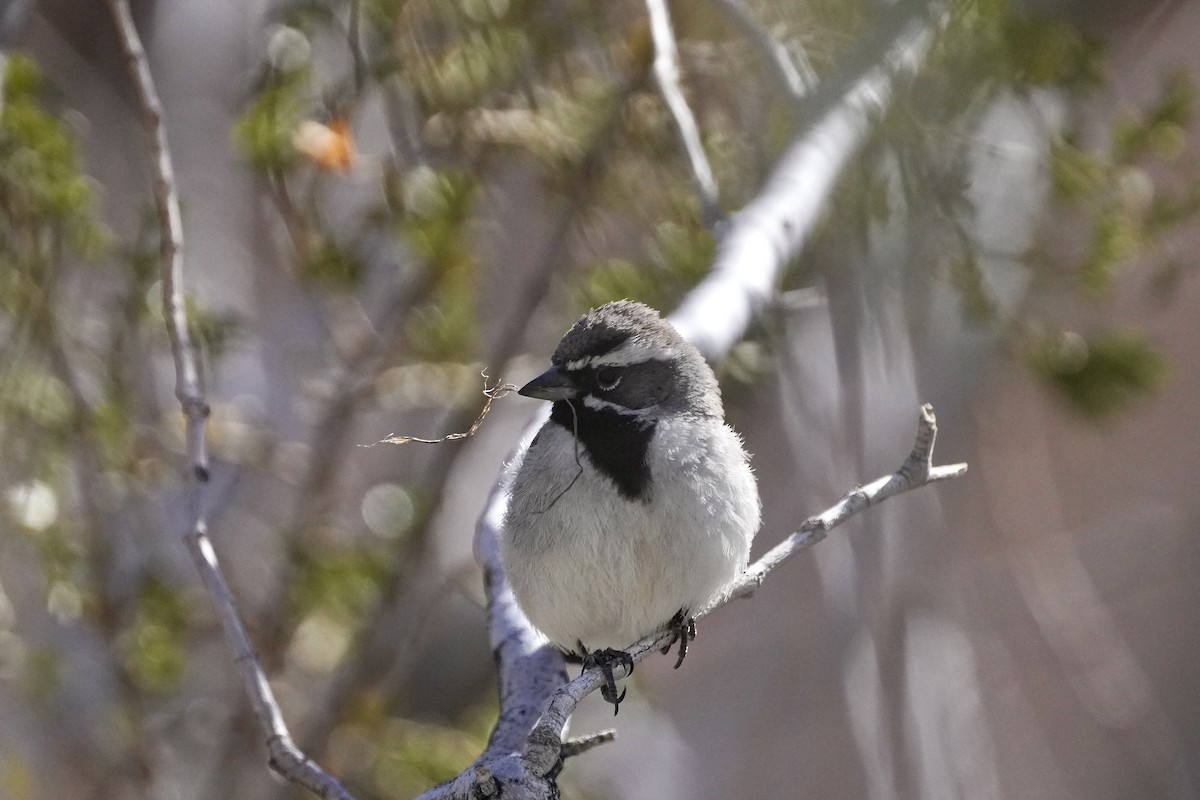 Black-throated Sparrow - ML618675290