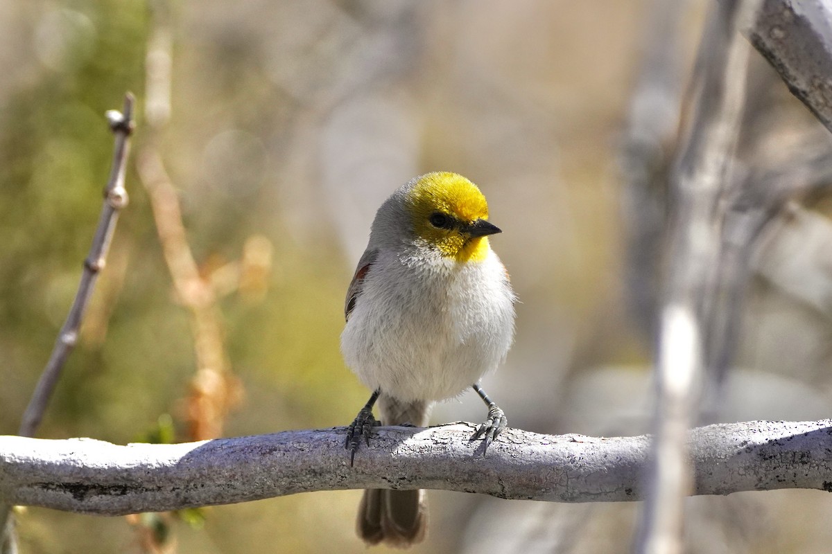 Pájaro Moscón Baloncito - ML618675303