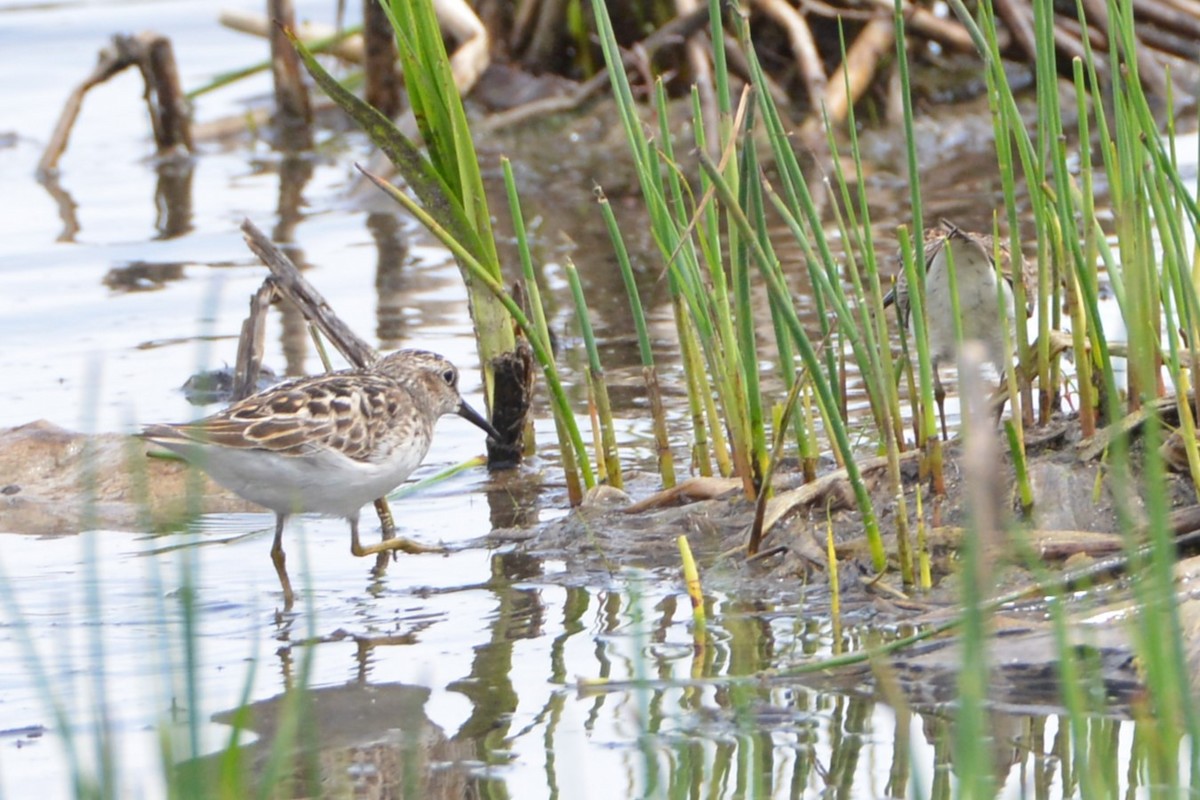 Least Sandpiper - Victor Webber