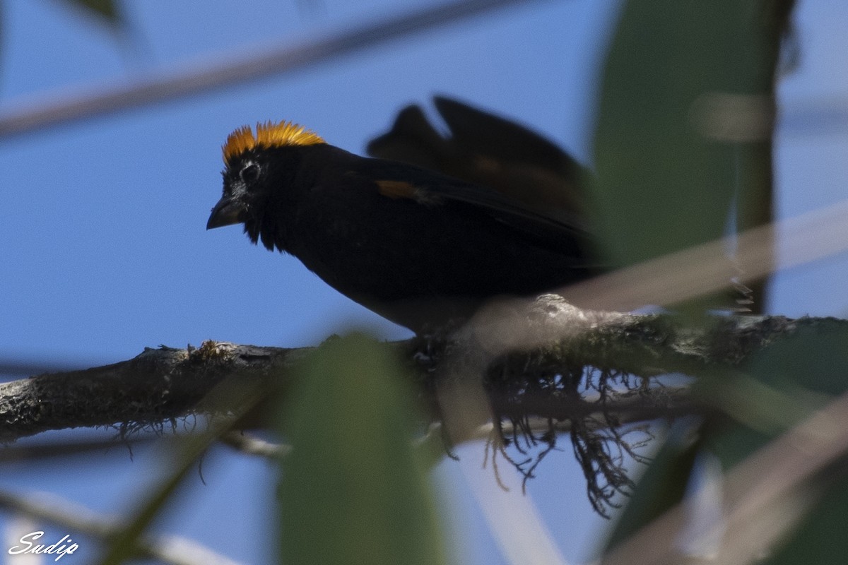 Gold-naped Finch - ML618675333