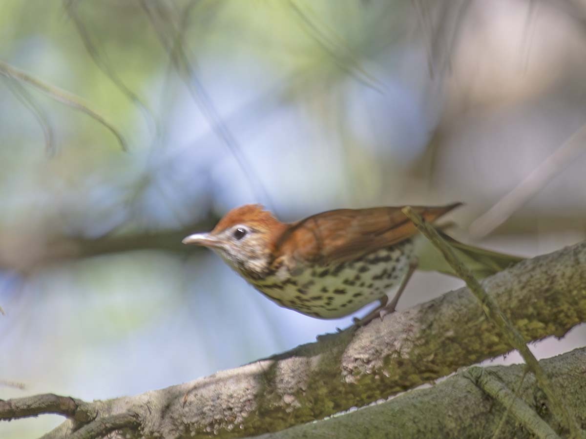 Wood Thrush - ML618675336