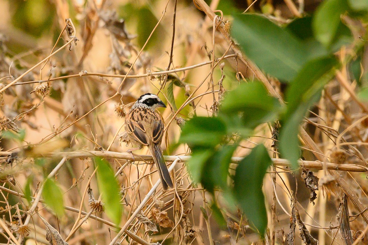 Stripe-headed Sparrow - Jonathan Muró