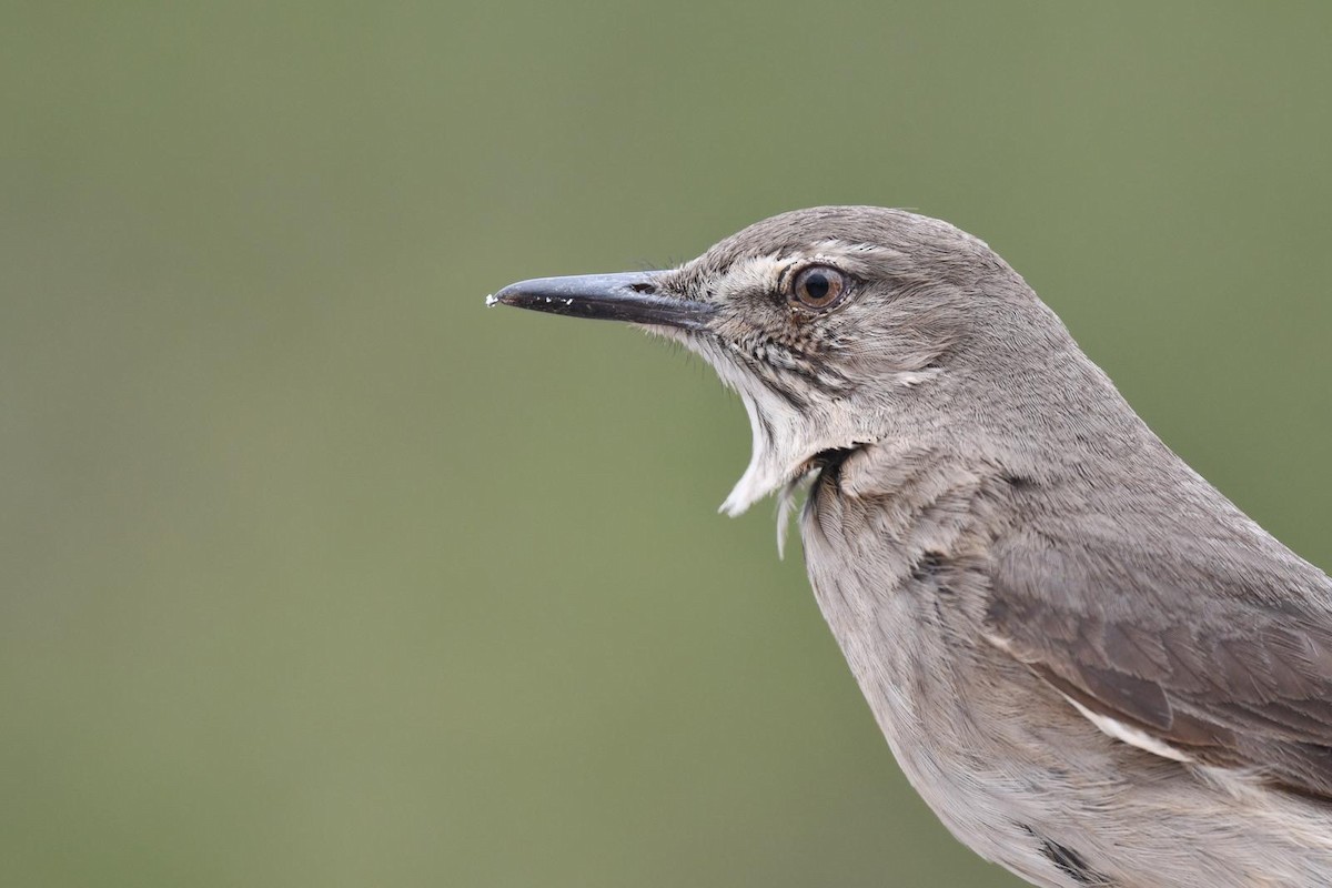 Black-billed Shrike-Tyrant - ML618675374