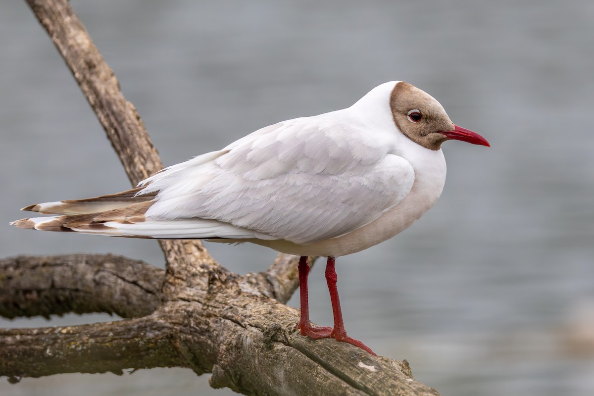 Black-headed Gull - ML618675385